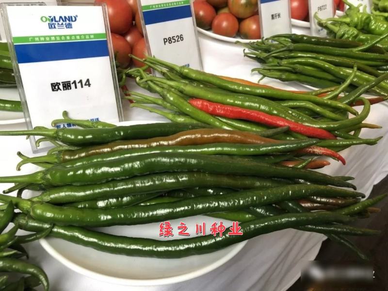 欧兰德欧丽114线椒种子深绿皮长线椒种子皮薄味辣细长