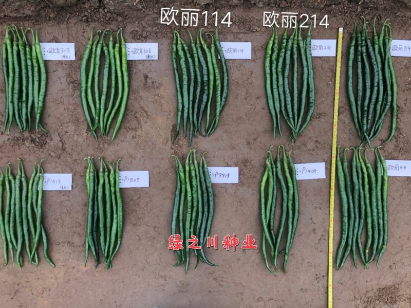 欧兰德欧丽114线椒种子深绿皮长线椒种子皮薄味辣细长