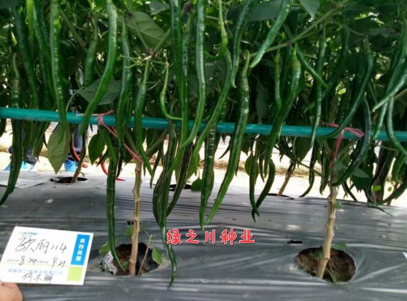 欧兰德欧丽114线椒种子深绿皮长线椒种子皮薄味辣细长
