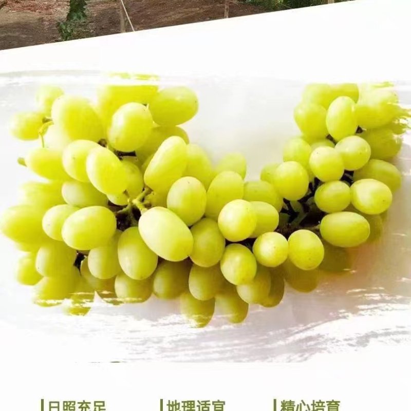 吐鲁番无核白