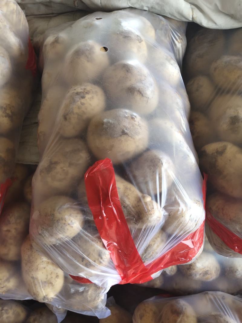 临洮洋芋土豆白心黄心，现挖物美价廉