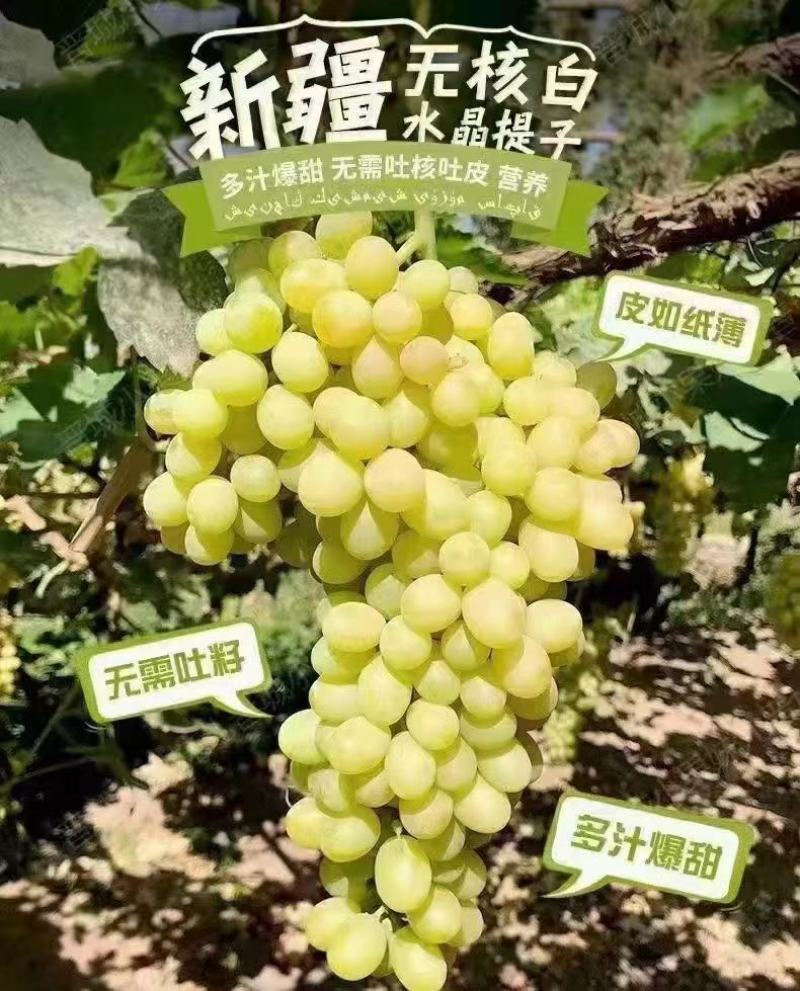 吐鲁番无核白