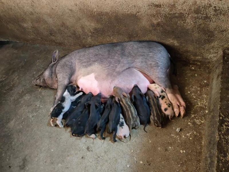 湖南衡阳带孕母猪自家养殖诚信经营可视频看货欢迎联系