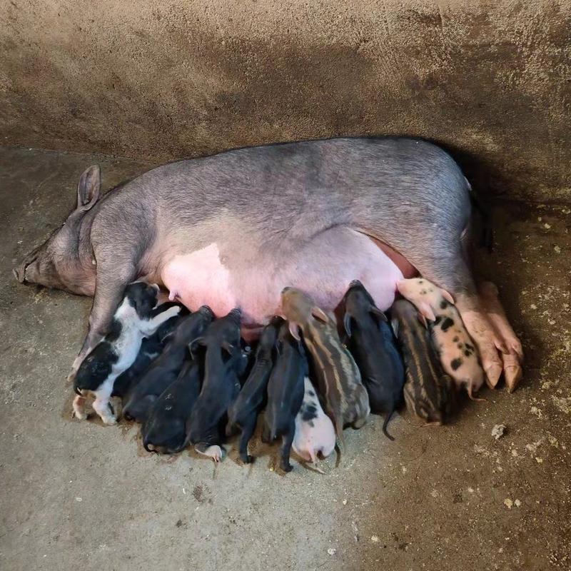 湖南衡阳带孕母猪自家养殖诚信经营可视频看货欢迎联系