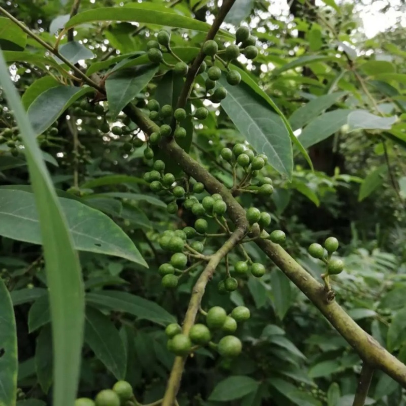 山苍子