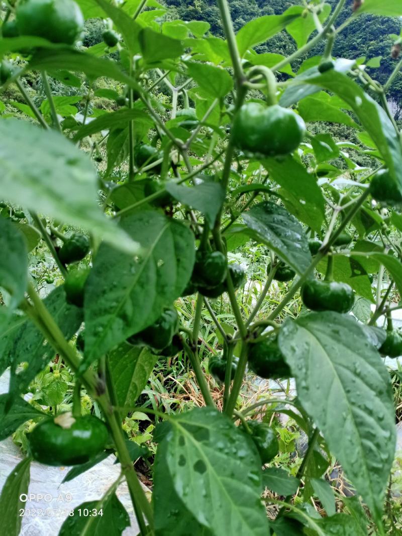大量红灯笼辣椒预售中，欢迎各大客商前来预定