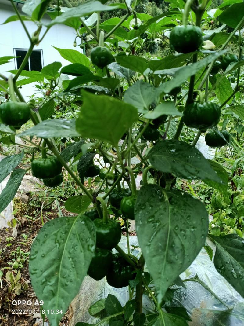大量红灯笼辣椒预售中，欢迎各大客商前来预定