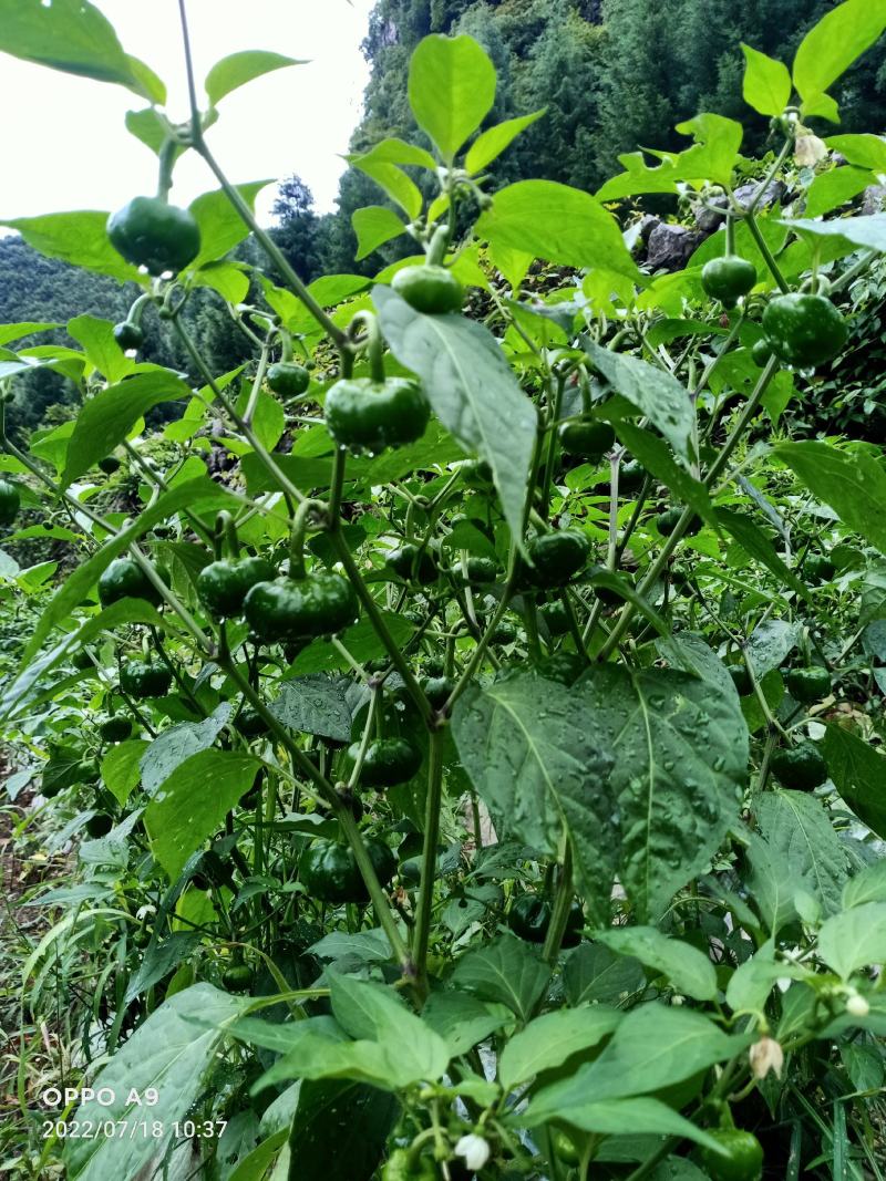 大量红灯笼辣椒预售中，欢迎各大客商前来预定