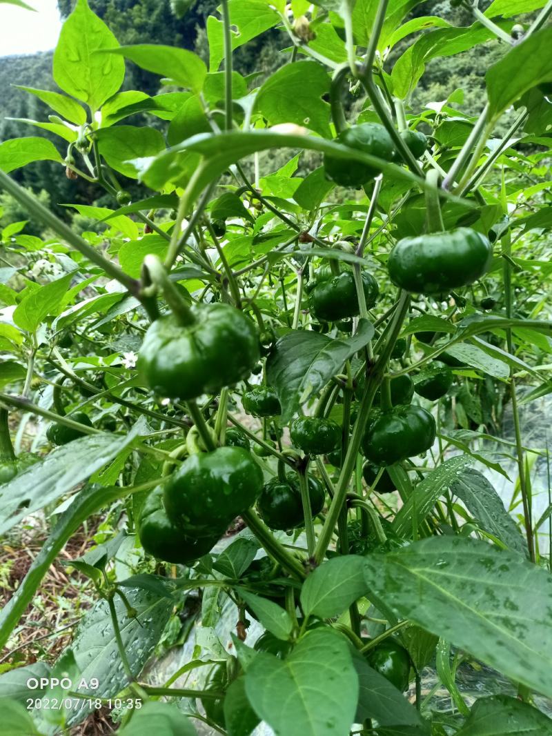 大量红灯笼辣椒预售中，欢迎各大客商前来预定