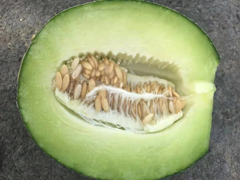 新疆喀什地区唐王古瓜绿皮绿瓤好吃不上火