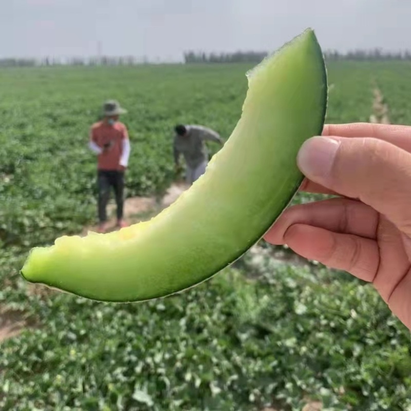 新疆喀什地区唐王古瓜绿皮绿瓤好吃不上火