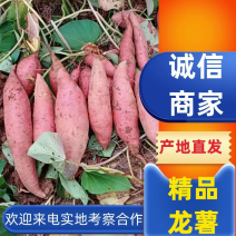 龙薯大量上市产地直发对接商超市场货源充足欢迎考察合作