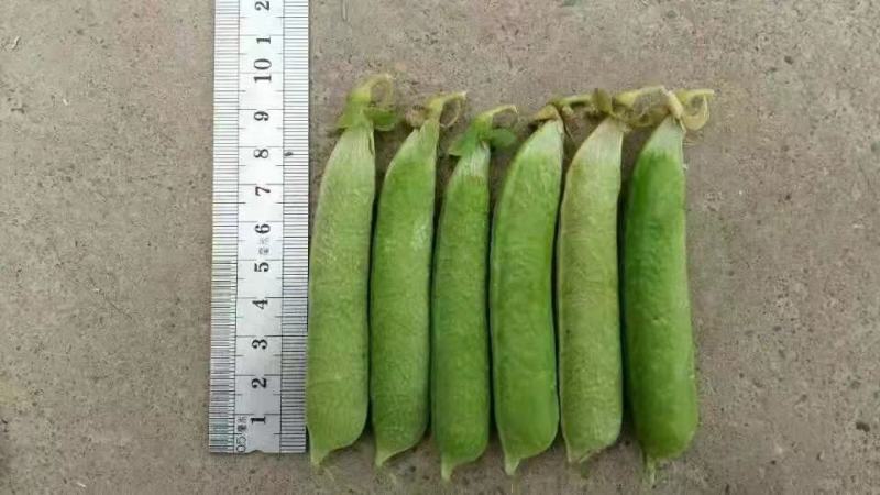 长寿仁豌豆种子（食鲜荚）甜脆豌种子高架豌豆种子长寿人豌豆
