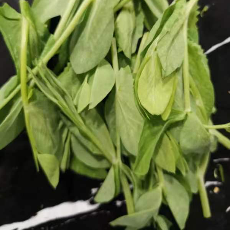 豌豆苗