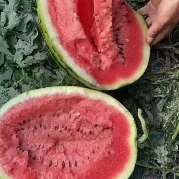 西瓜