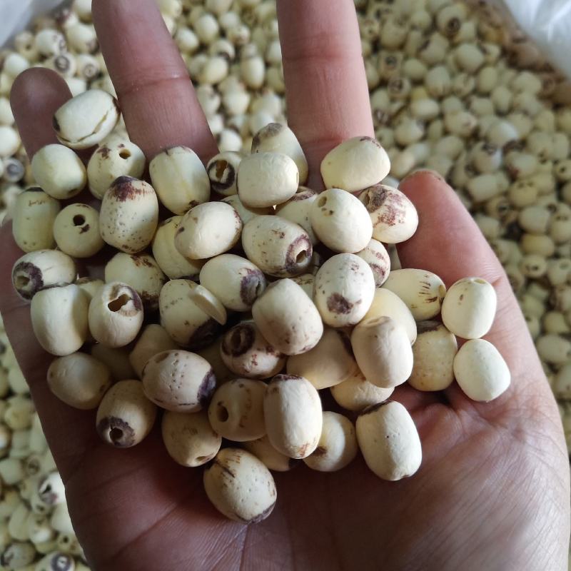 批发莲子500克手剥莲子磨皮莲子莲子去心红莲子白莲子