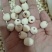 批发莲子500克手剥莲子磨皮莲子莲子去心红莲子白莲子