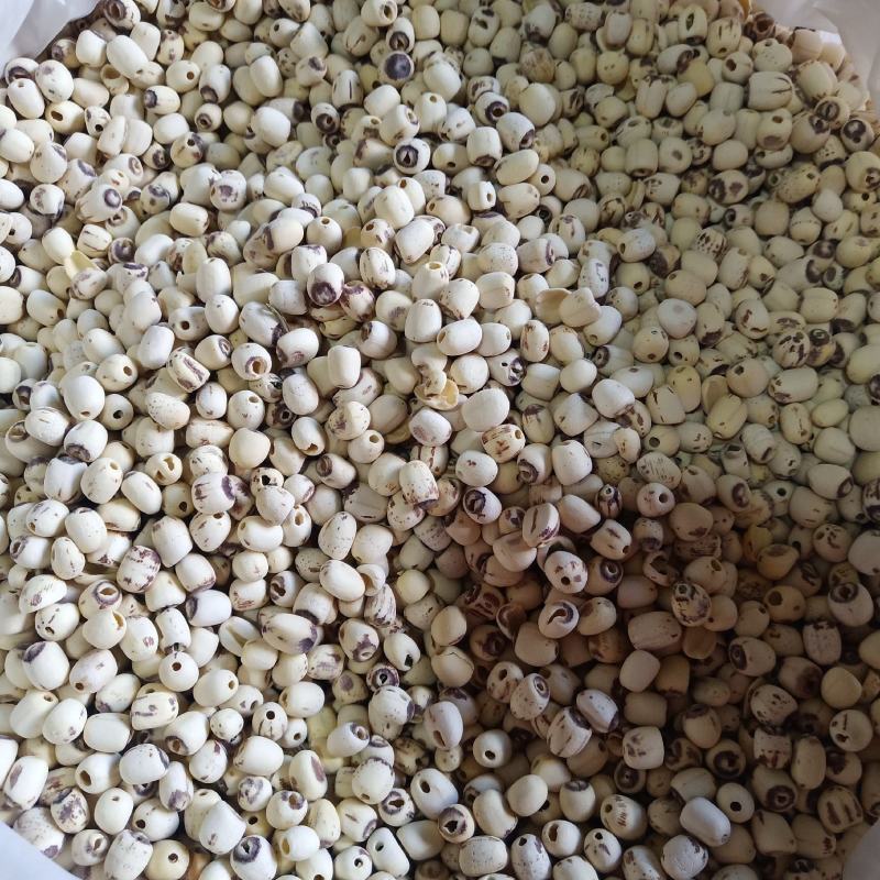 批发莲子500克手剥莲子磨皮莲子莲子去心红莲子白莲子