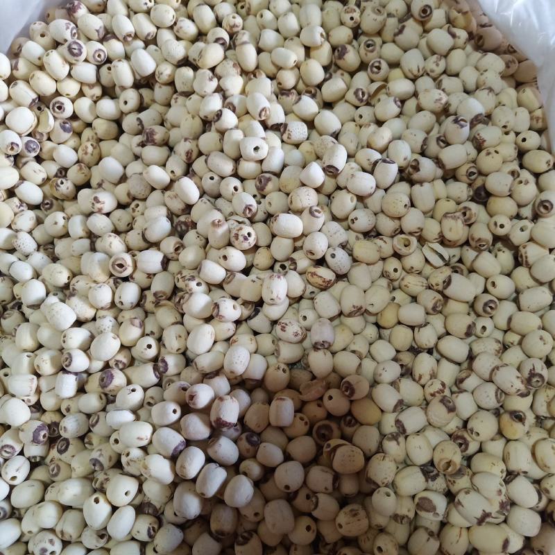 批发莲子500克手剥莲子磨皮莲子莲子去心红莲子白莲子