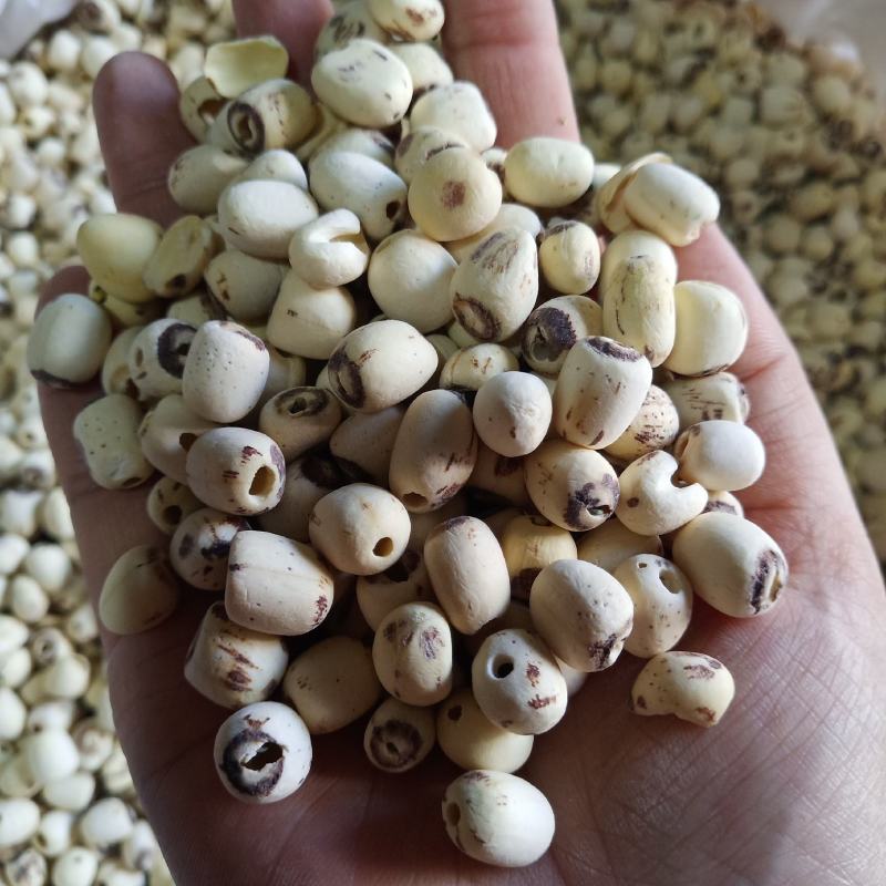批发莲子500克手剥莲子磨皮莲子莲子去心红莲子白莲子