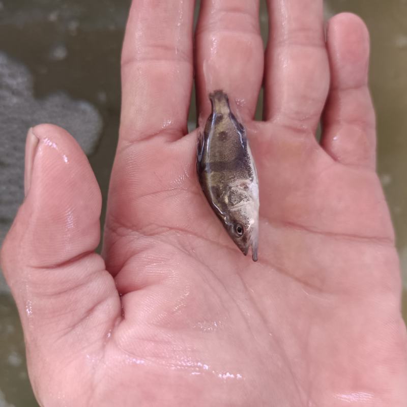 鳜鱼苗/肉食性鱼类