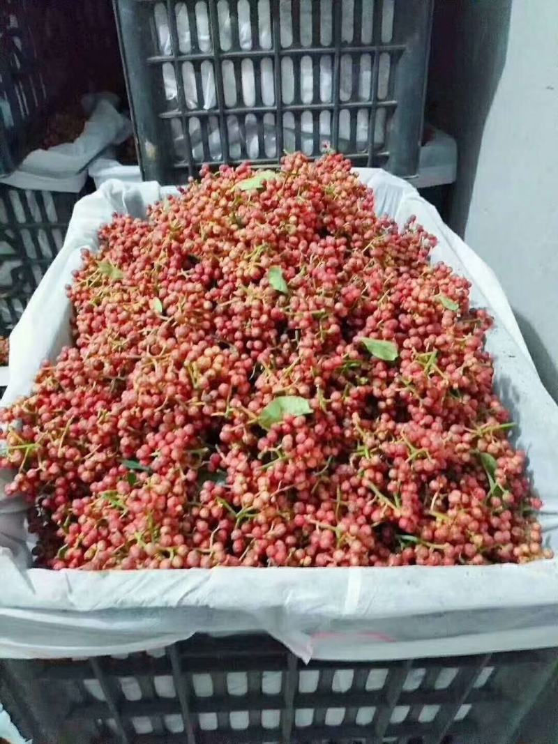 产地鲜花椒以质论价一手货源自家配有冷库客户自己收代收都可