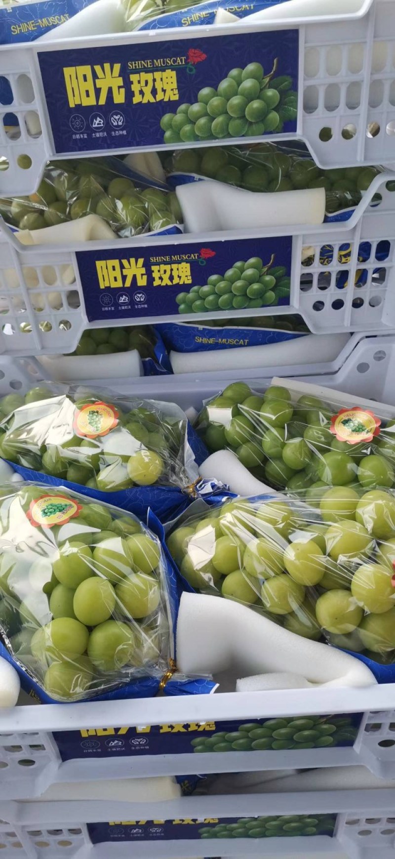 澧县阳光玫瑰葡萄上市，香印，晴王，大量上市中