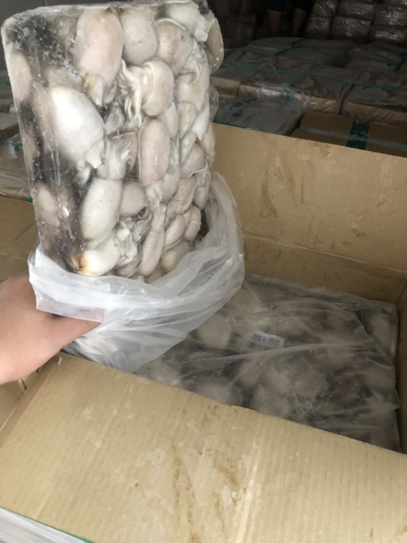 新鲜墨鱼圆目小墨鱼墨鱼仔马来西亚墨鱼