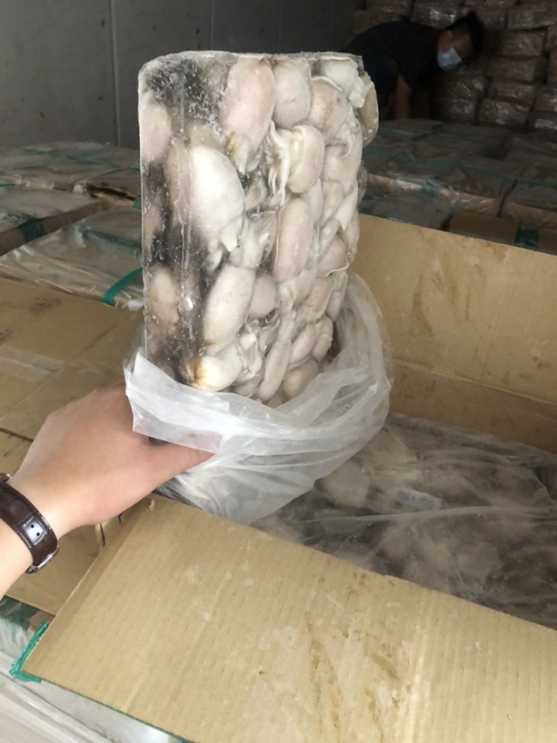 新鲜墨鱼圆目小墨鱼墨鱼仔马来西亚墨鱼