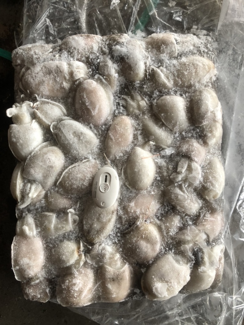 新鲜墨鱼圆目小墨鱼墨鱼仔马来西亚墨鱼