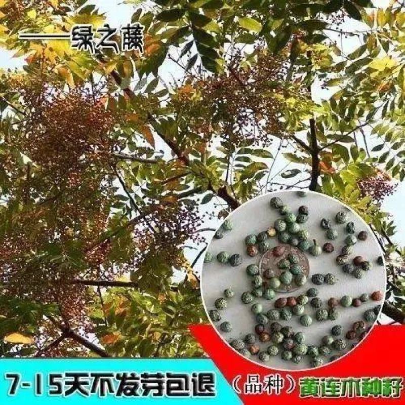 新采黄连木种子黄楝树林木种子木蓼树种子黄连茶种子苗木