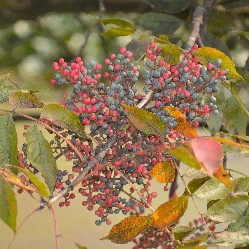 新采黄连木种子黄楝树林木种子木蓼树种子黄连茶种子苗木