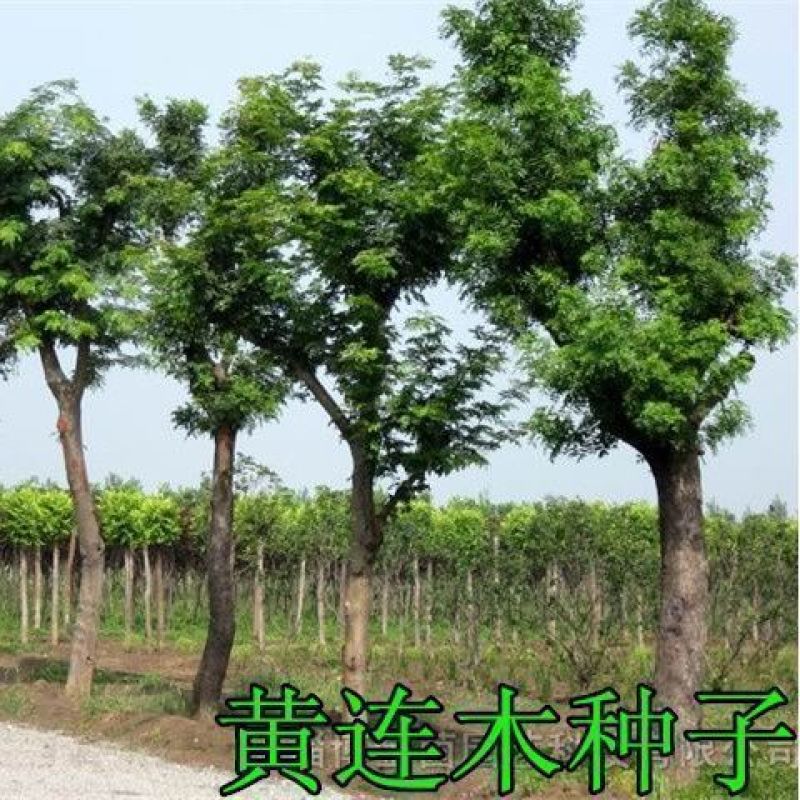 新采黄连木种子黄楝树林木种子木蓼树种子黄连茶种子苗木