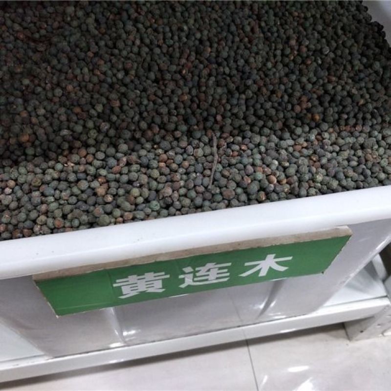 新采黄连木种子黄楝树林木种子木蓼树种子黄连茶种子苗木