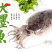 也门墨鱼大墨鱼新鲜度高品相好顺顺顺顺顺顺顺顺顺