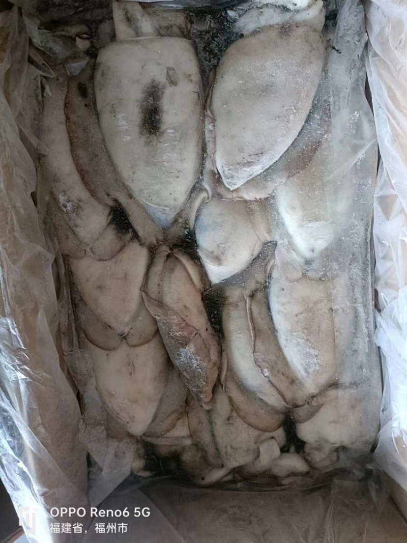 也门墨鱼大墨鱼新鲜度高品相好顺顺顺顺顺顺顺顺顺