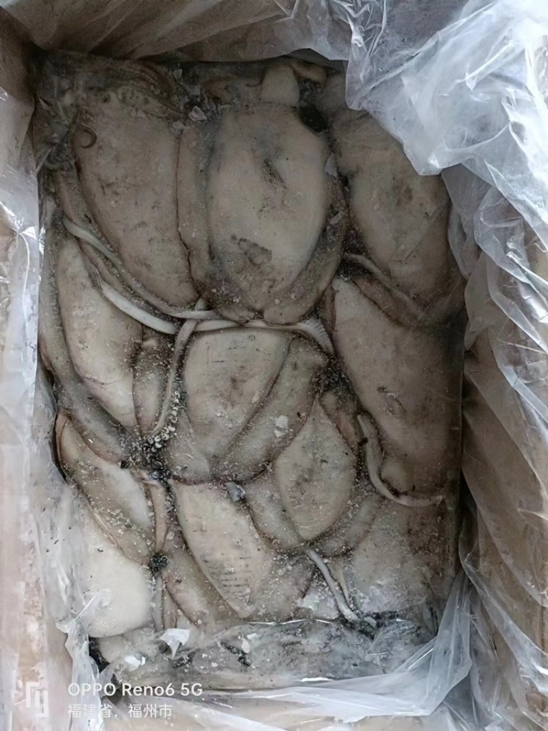 也门墨鱼大墨鱼新鲜度高品相好顺顺顺顺顺顺顺顺顺