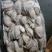 也门墨鱼大墨鱼新鲜度高品相好顺顺顺顺顺顺顺顺顺