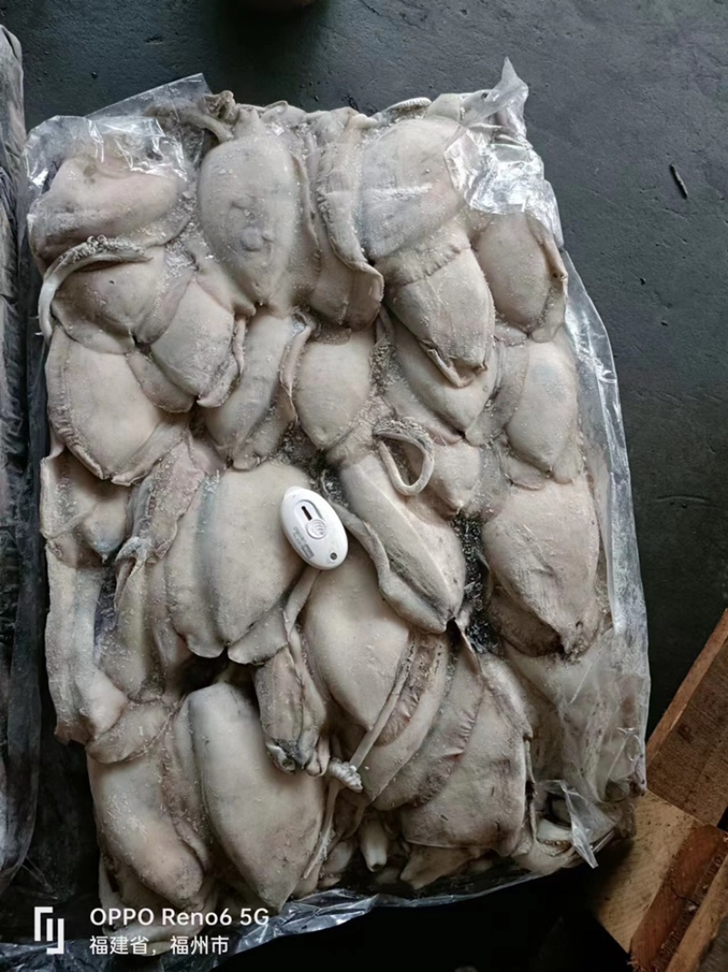 也门墨鱼大墨鱼新鲜度高品相好顺顺顺顺顺顺顺顺顺