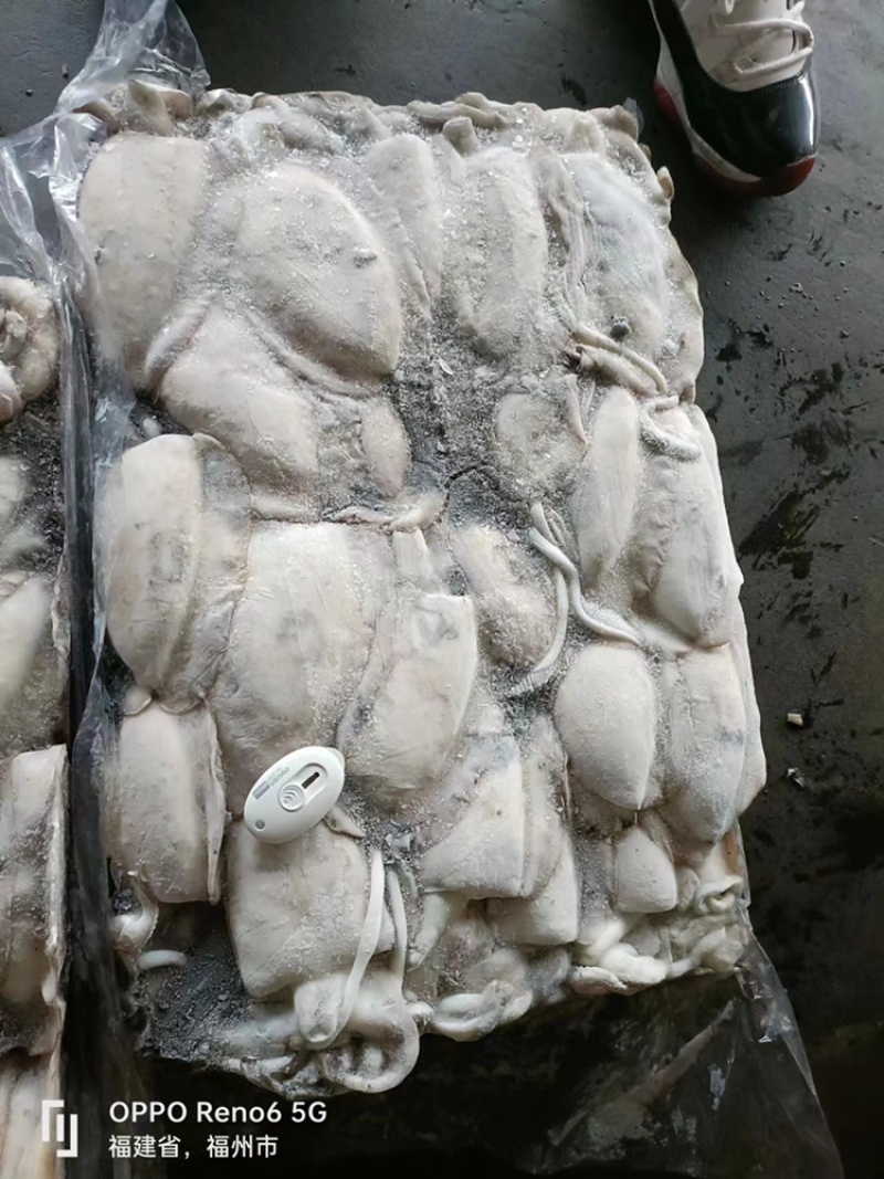 也门墨鱼大墨鱼新鲜度高品相好顺顺顺顺顺顺顺顺顺