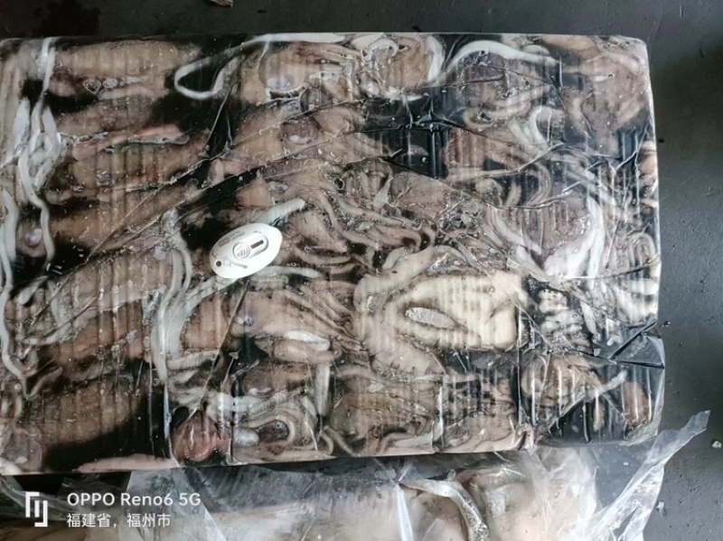也门墨鱼大墨鱼新鲜度高品相好顺顺顺顺顺顺顺顺顺