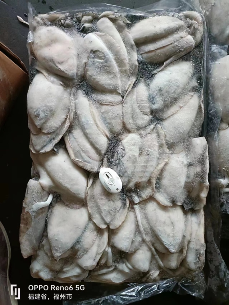也门墨鱼大墨鱼新鲜度高品相好顺顺顺顺顺顺顺顺顺