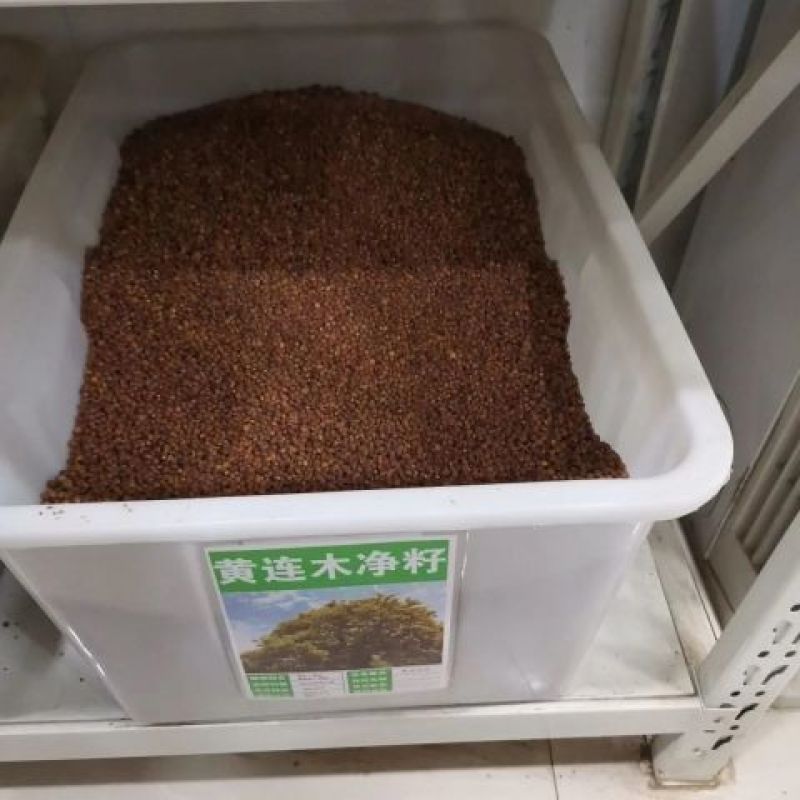 新采黄连木种子黄楝树林木种子木蓼树种子黄连茶种子苗木