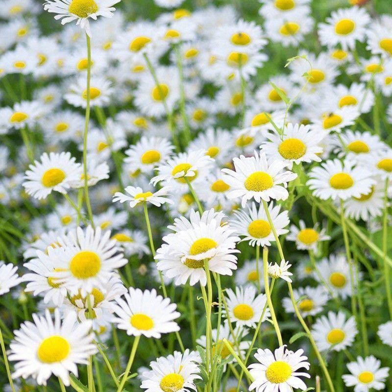 洋甘菊种子四季开花易活室内外阳台庭院盆栽白晶菊小雏菊花种