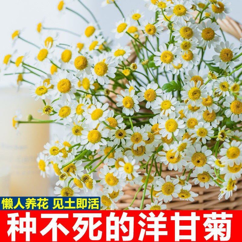 洋甘菊种子四季开花易活室内外阳台庭院盆栽白晶菊小雏菊花种