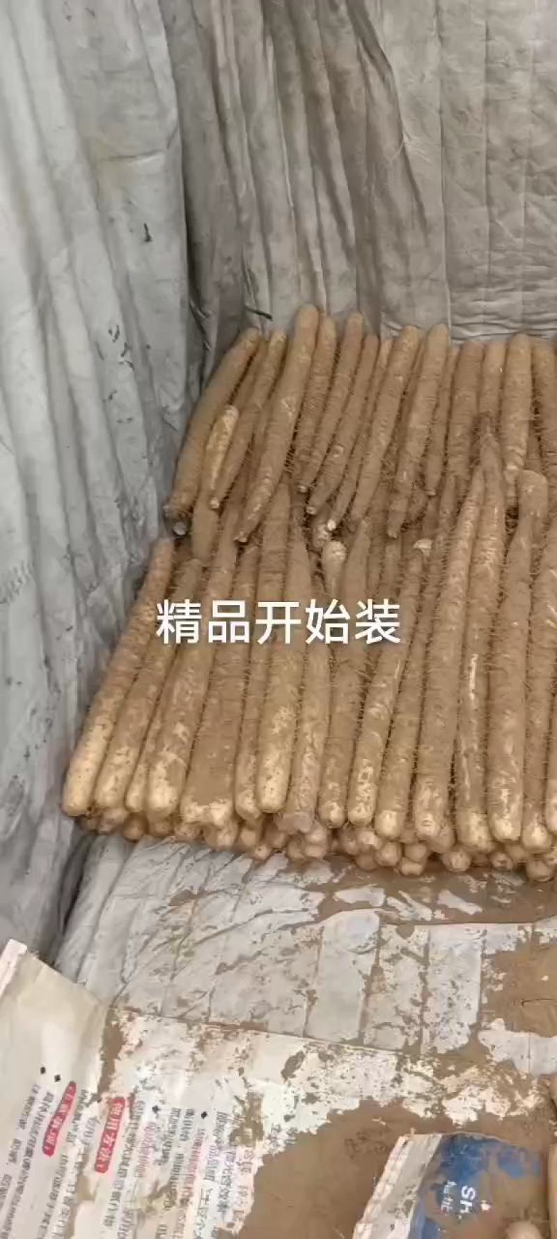 白玉山药