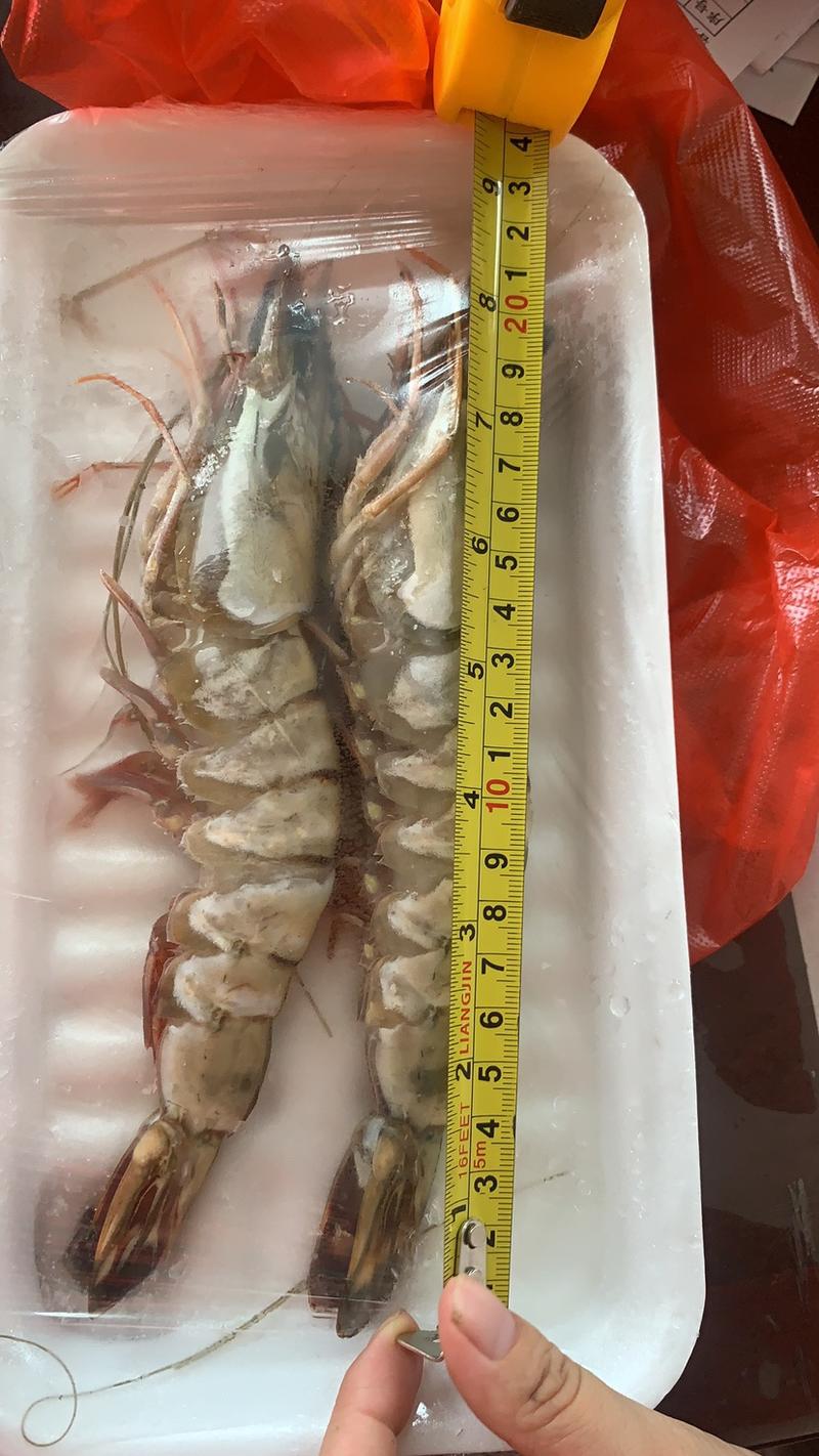 大黑虎虾两只装、单只20-23厘米左右、1.3两左右、