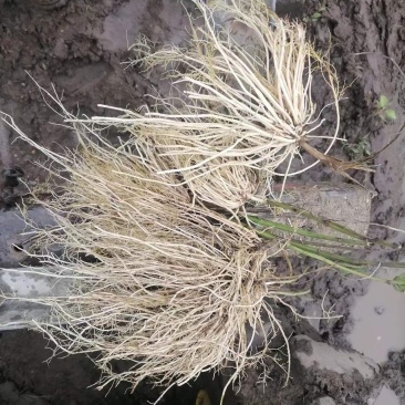 白薇干货鲜货基地种植400亩自产自销大量批发