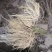白薇干货鲜货基地种植400亩自产自销大量批发