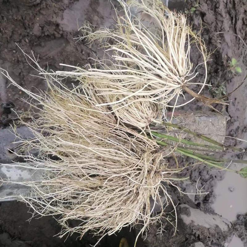 白薇干货鲜货基地种植400亩自产自销大量批发